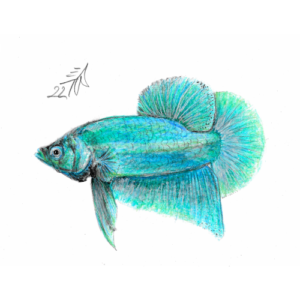 Betta
