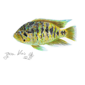 Cichlasoma friedrichsthalii