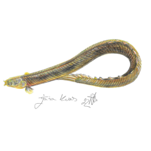 Kačasti mnogoplavutar