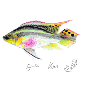 Kraljeva plaščarica