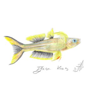 Pseudomugil furaktus