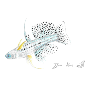 Pseudomugil gertrudae