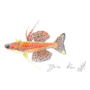 Pseudomugil luminatus