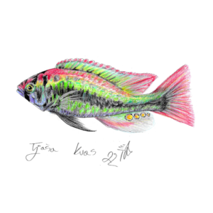 Viktorijanski ostrižnik 2